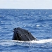 whale_humpback_v_01080_dom3294.jpg